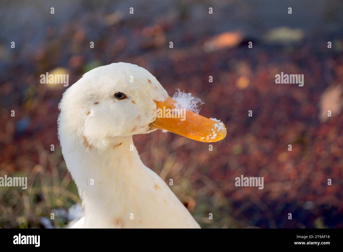 White anatra sono dal lato dello stagno Foto Stock