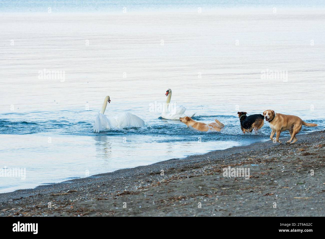 Tre cani randagi che attaccano due cigni bianchi mentre nuotano nel lago. 3 contro 2. Cygnus e canino. Animali, vita. Spiaggia di sabbia. Ohrid Macedo Foto Stock