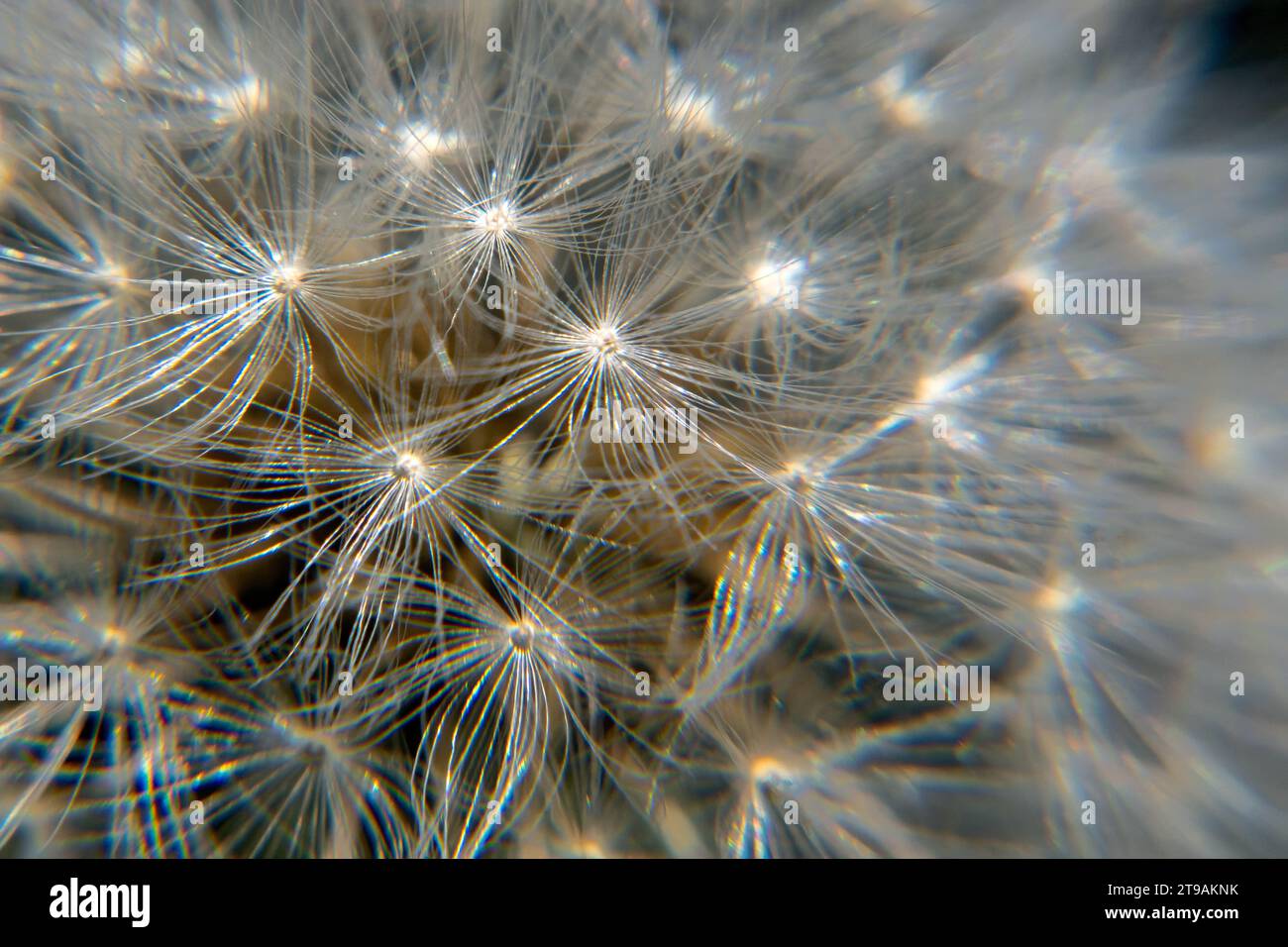 Un Dandelion da vicino. Dandelion al centro della foto Foto Stock