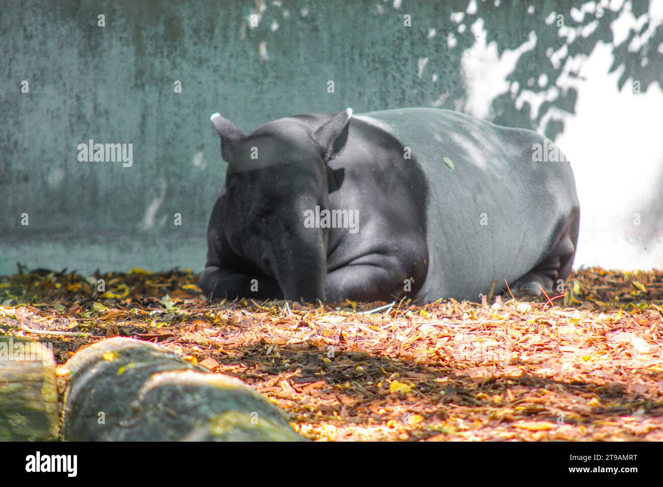 Tapir malese che dorme all'ombra di un albero, Tapirus indicus, Stoccarda, Wilhelma, Germania meridionale Foto Stock