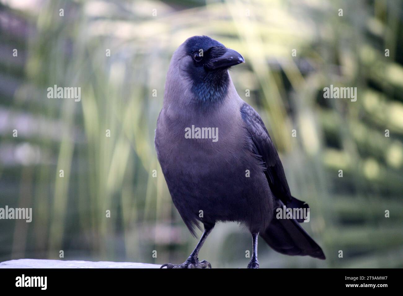 Corvo indiano (Corvus splendens) che ispeziona i dintorni : (pix Sanjiv Shukla) Foto Stock