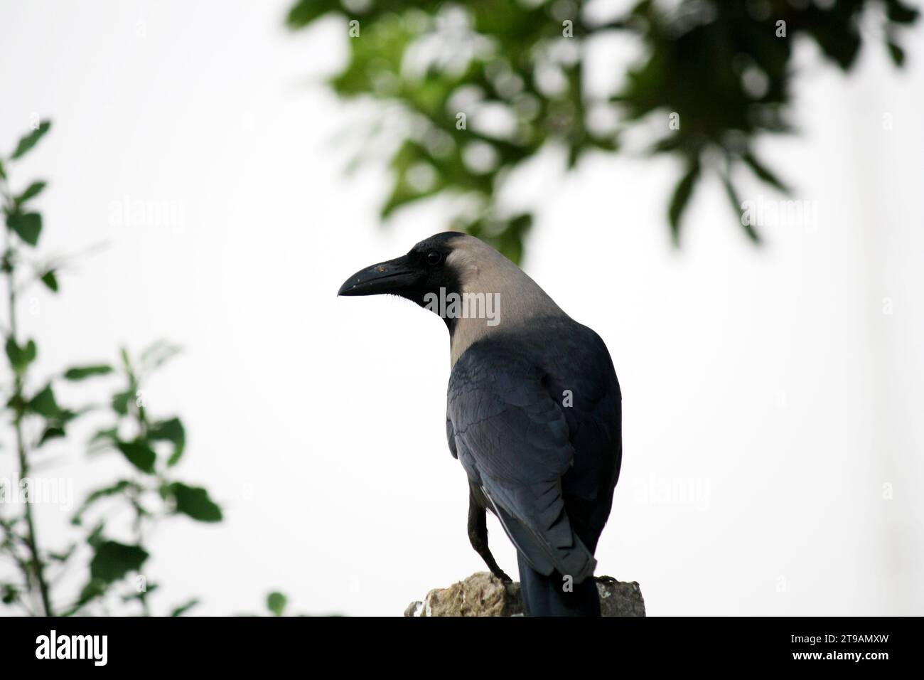 Corvo indiano (Corvus splendens) che ispeziona i dintorni : (pix Sanjiv Shukla) Foto Stock