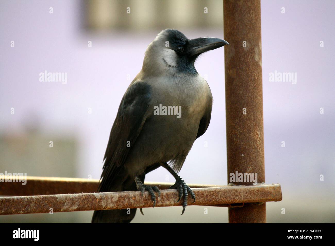 Corvo indiano (Corvus splendens) che ispeziona i dintorni : (pix Sanjiv Shukla) Foto Stock