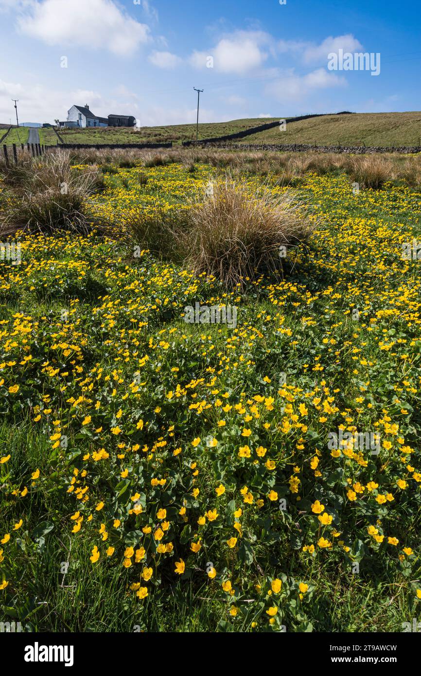 Marsh Marigolds Caltha palustris, fiori gialli dorati che fioriscono in un prato a Upper Teesdale, North Pennines, Co Durham, maggio Foto Stock