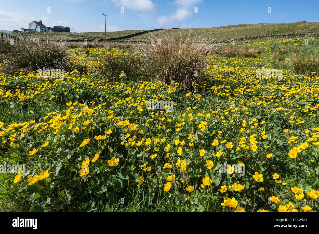 Marsh Marigolds Caltha palustris, fiori gialli dorati che fioriscono in un prato a Upper Teesdale, North Pennines, Co Durham, maggio Foto Stock