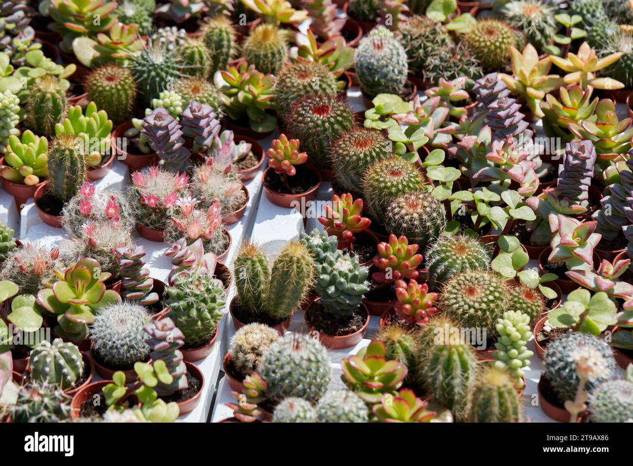 Piante succulente e piccoli cactus consistono in fondo alla luce del sole primaverile Foto Stock