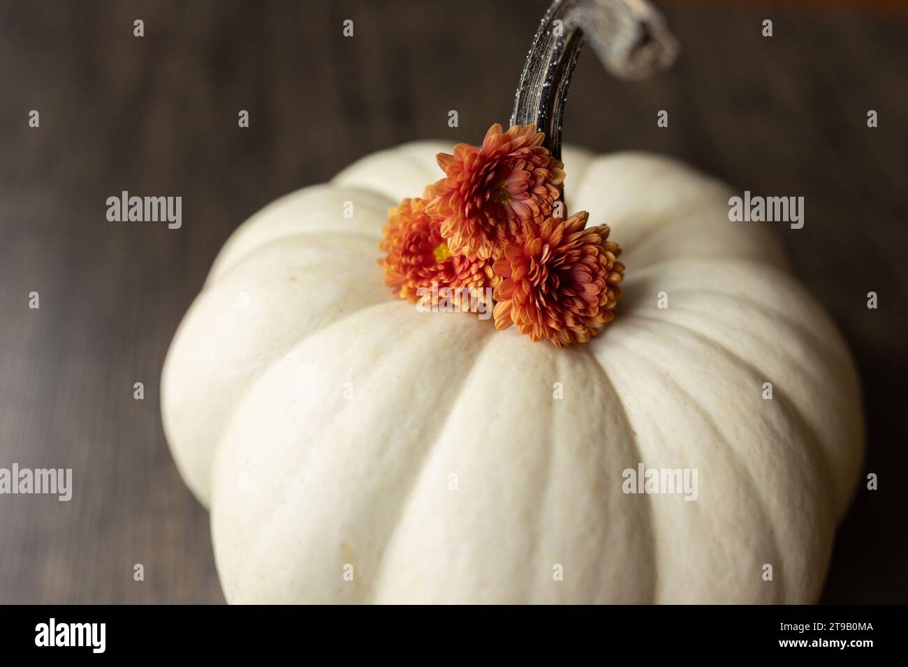 primo piano di mamme arancioni su una zucca bianca Foto Stock