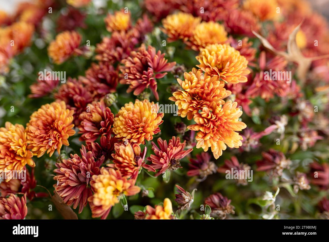 primo piano delle mamme rosse e arancioni Foto Stock