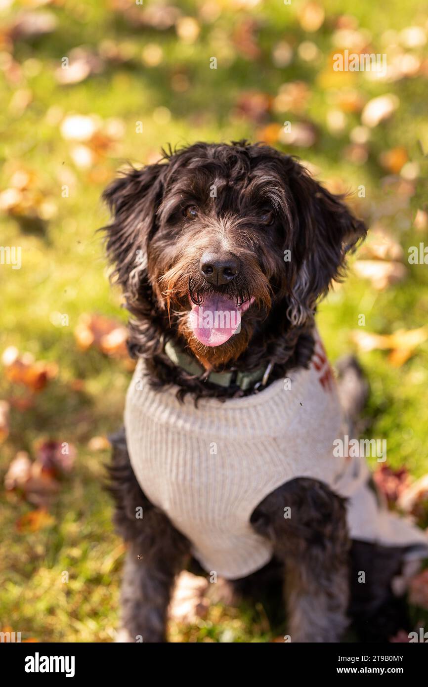 labradoodle nero che indossa un maglione in foglie autunnali Foto Stock