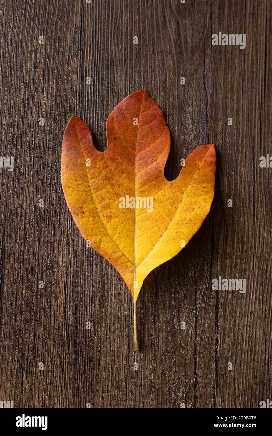 foglia di sassafras gialla e arancione su sfondo di legno Foto Stock