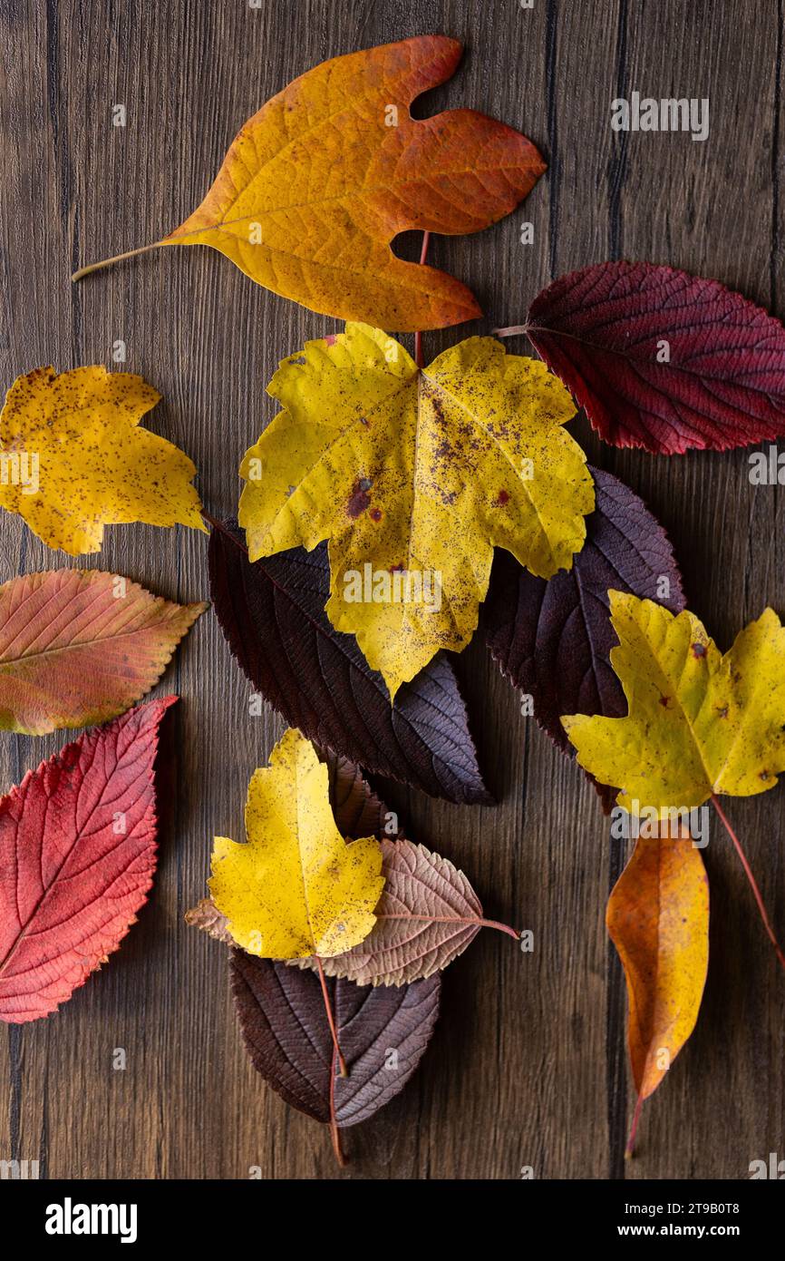 strato piatto di foglie autunnali vibranti su uno sfondo di legno Foto Stock