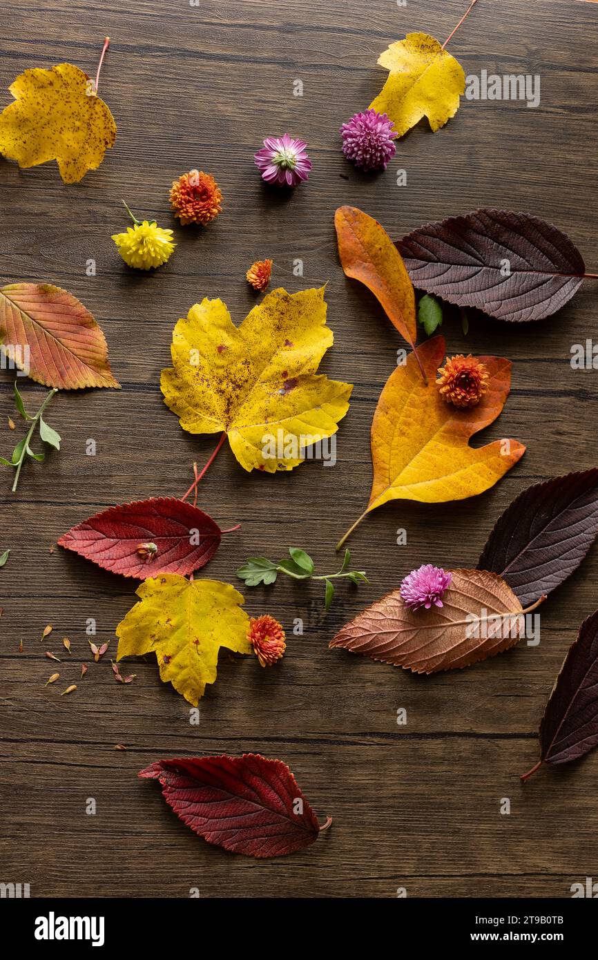 stagione autunnale con foglie piatte e mamme contro il legno Foto Stock