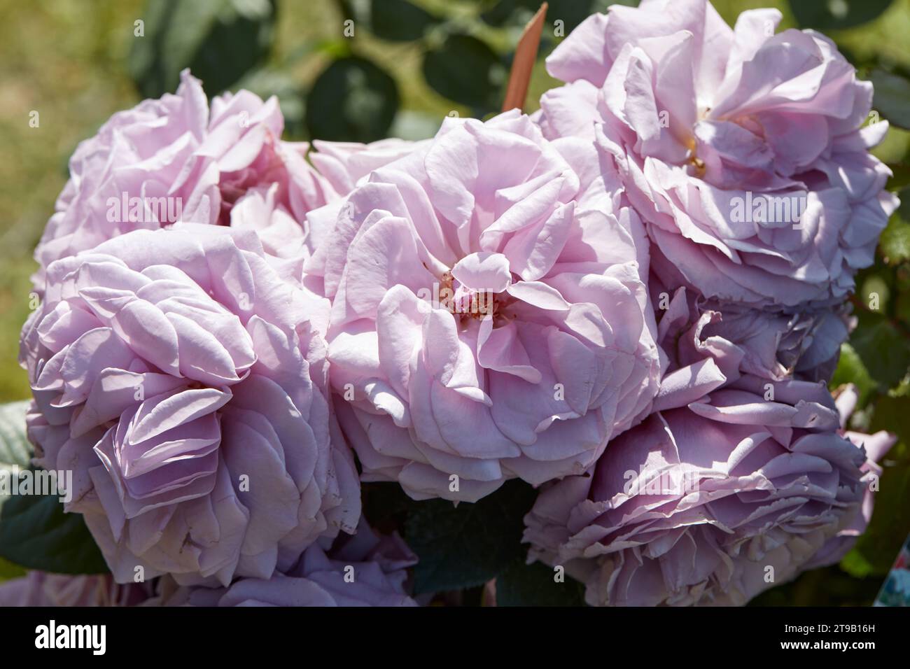 Rose viola pallido alla luce del sole primaverile Foto Stock