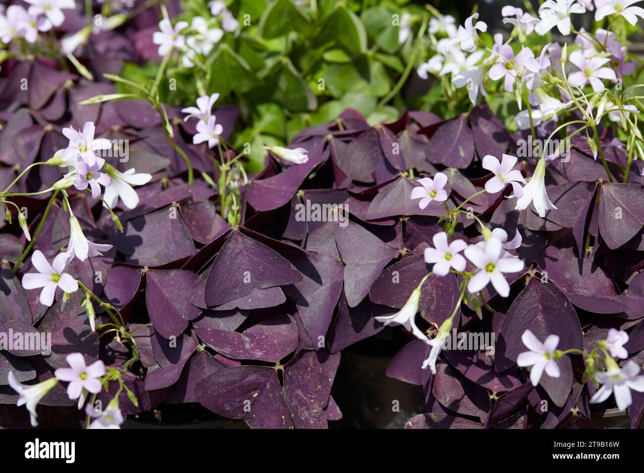 Oxalis triangularis Mijke piante e fiori, trifoglio rosso alla luce del sole Foto Stock