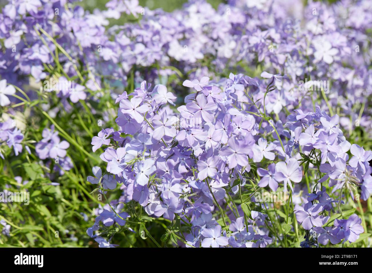 Fiori viola pallido sfondo in primavera, luce del sole Foto Stock