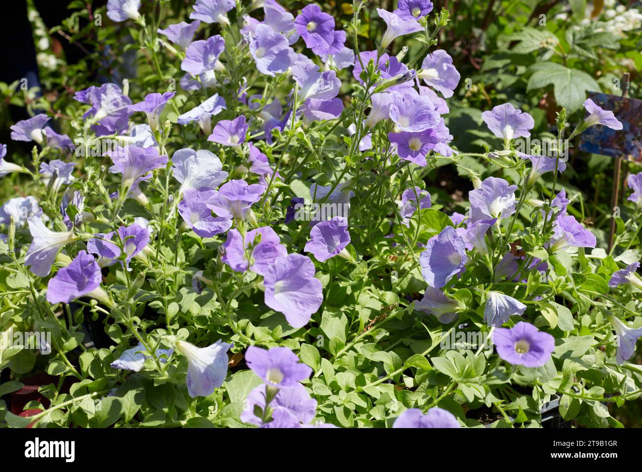 Fiori di campana viola pallido in primavera, luce del sole Foto Stock