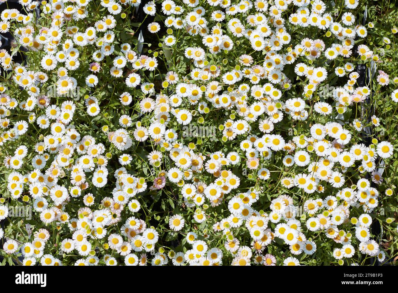 Daisy, Bellis perennis, piante e fiori consistono sfondo in primavera, luce del sole Foto Stock