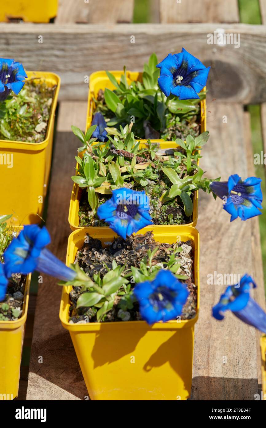 Piante blu di genziana e fiori in vasi gialli in primavera, luce del sole Foto Stock