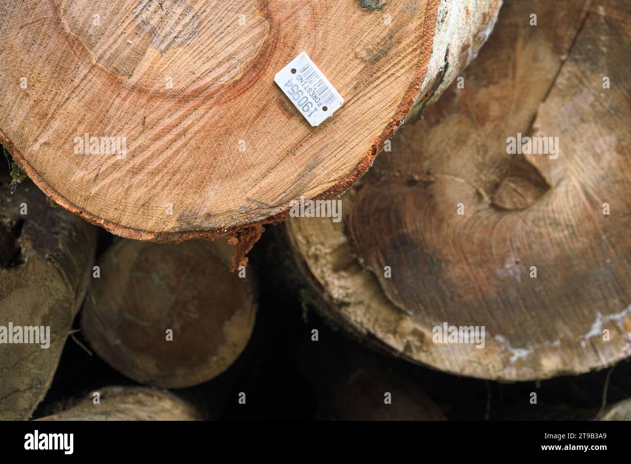 Tronco di legno con etichetta-codice a barre in Serbia Foto Stock