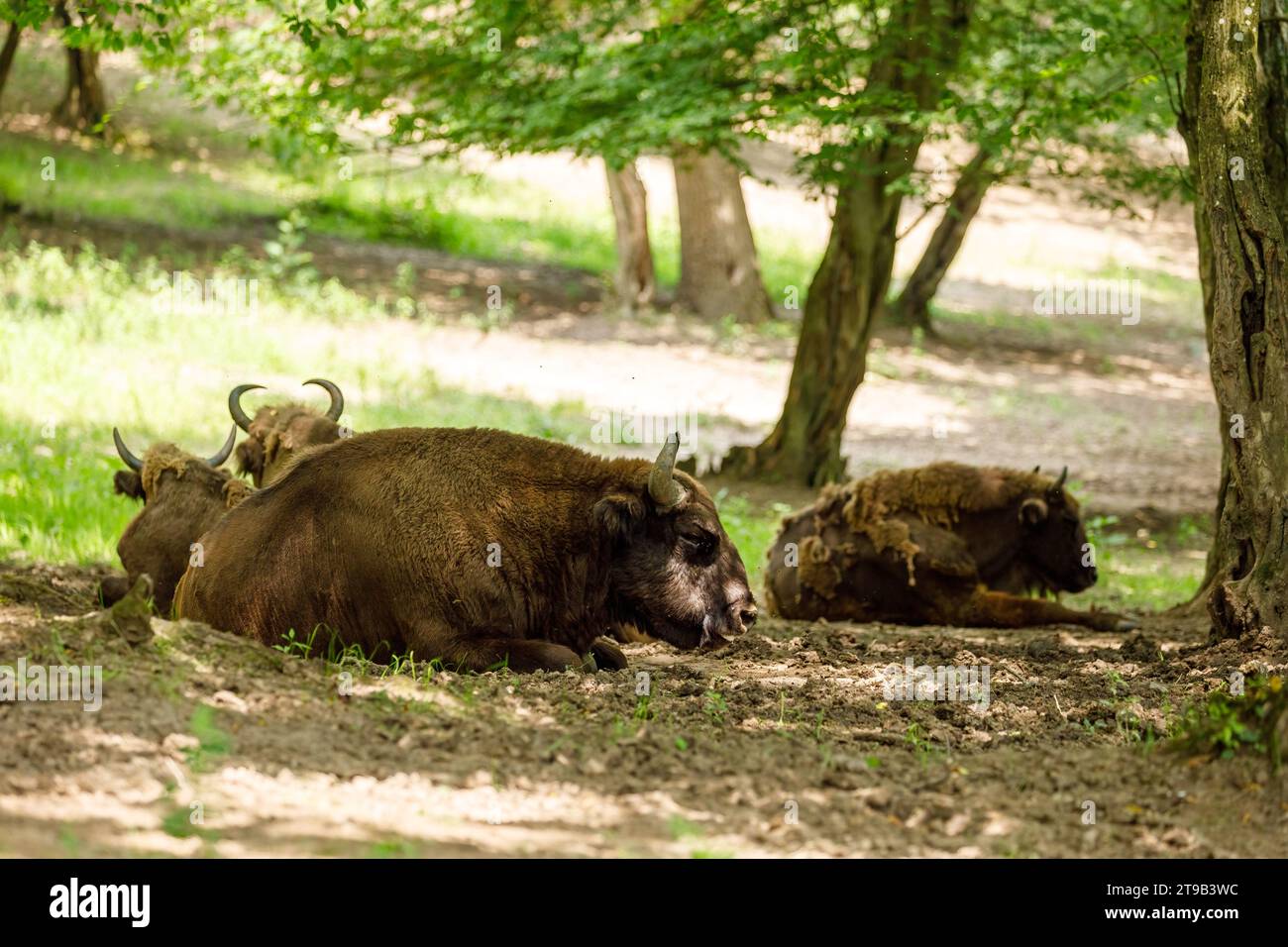 Il bisonte di legno europeo in una foresta Foto Stock