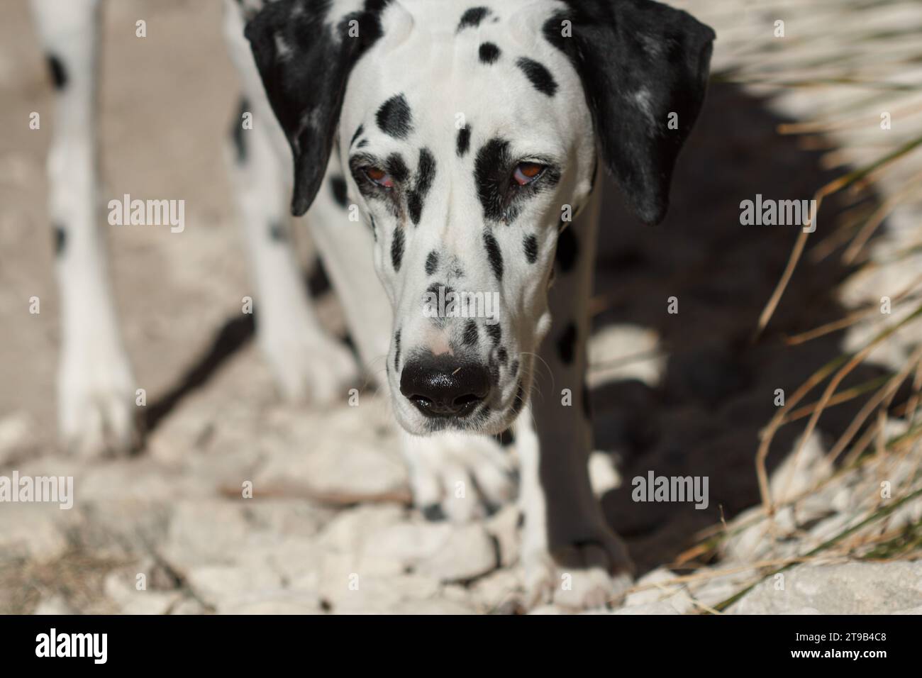 Ritratto chiuso di razza canina dalmata Foto Stock