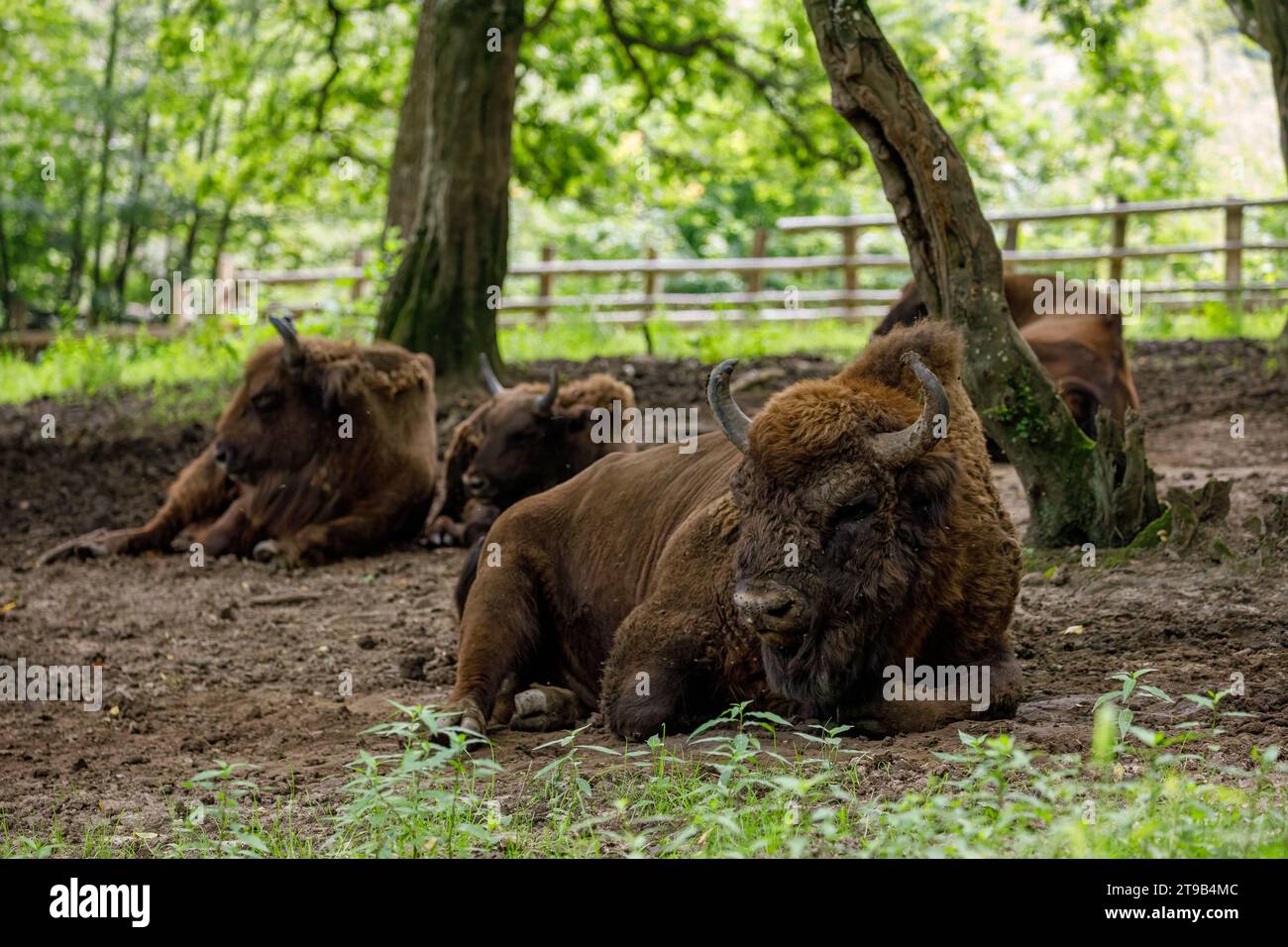 Il bisonte di legno europeo in una foresta Foto Stock