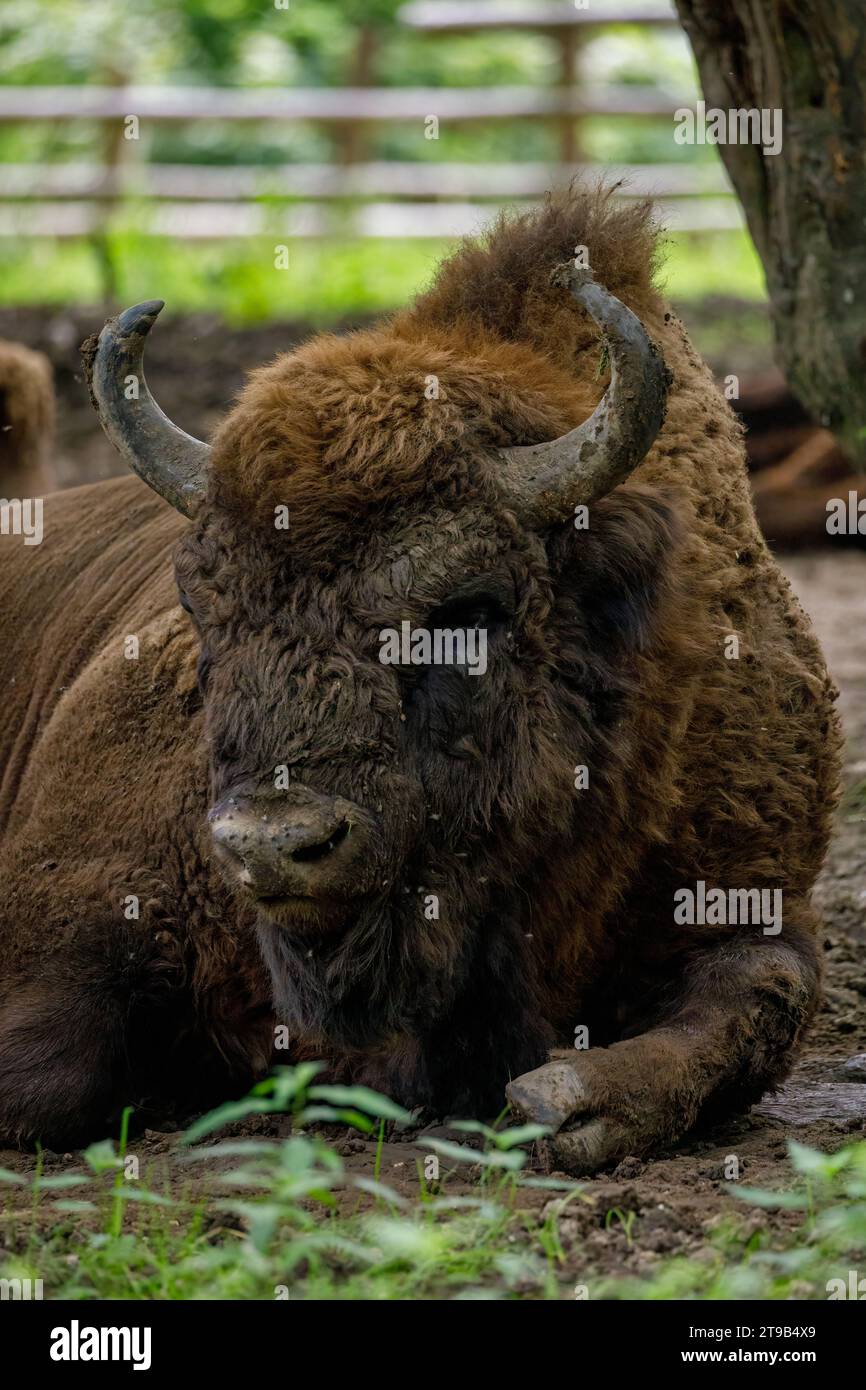 Il bisonte di legno europeo in una foresta Foto Stock