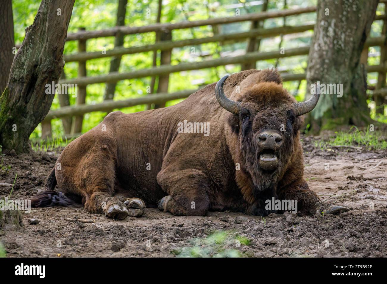 Il bisonte di legno europeo in una foresta Foto Stock