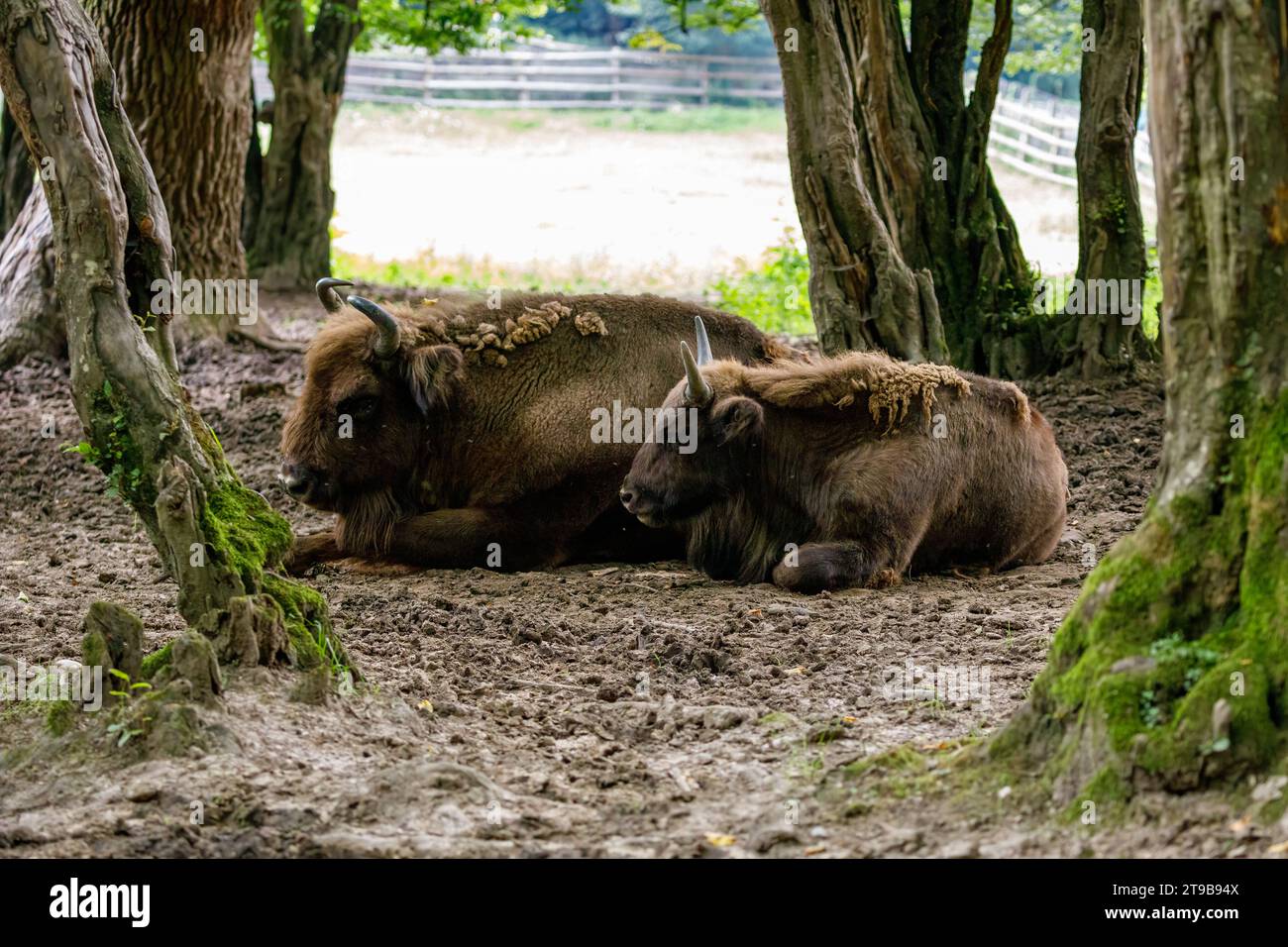 Il bisonte di legno europeo in una foresta Foto Stock