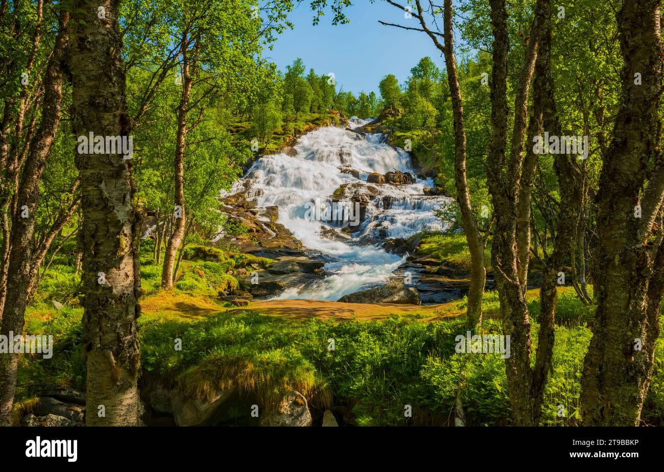 Lungo la parte settentrionale del percorso panoramico Aurlandsfjellet vicino a Kvignadal, Norvegia, la cascata Vardahaugselvi può essere vista e ascoltata attraverso il for Foto Stock