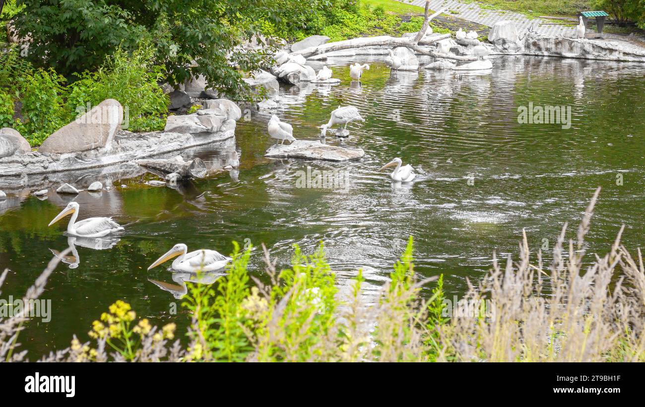 Pellicani bianchi sul lago con cespugli, alberi. Gregge di famiglia di uccelli in natura. Fauna selvatica esotica. Foto Stock