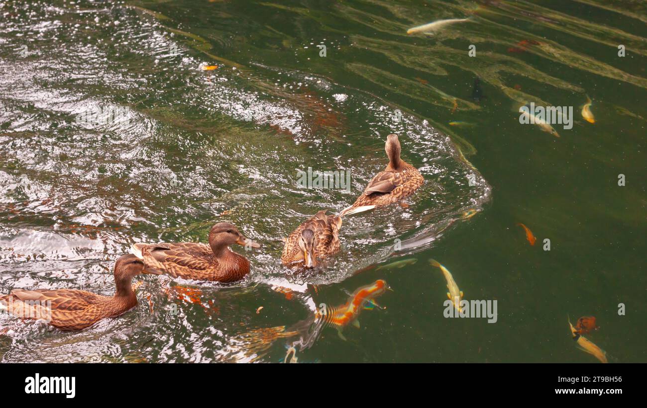 Le anatre selvatiche nuotano nel lago sopra un gregge d'acqua dolce di pesci cietola sotto la pioggia, vista dall'alto. Increspature, cerchi sull'acqua, fauna naturale. Foto Stock