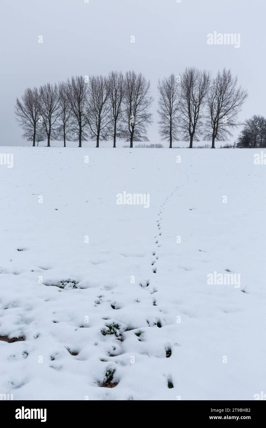 Siepe di alberi nudi ai piedi di una pianura innevata. Paw stampa sulla neve. Foto Stock