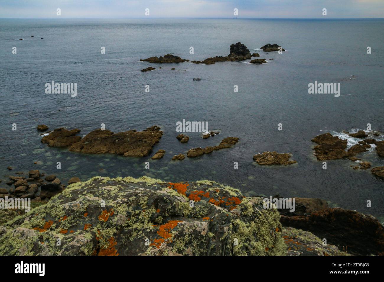 Bellissimi licheni e isolotti rocciosi a Lizard Point, Cornovaglia, Inghilterra Foto Stock