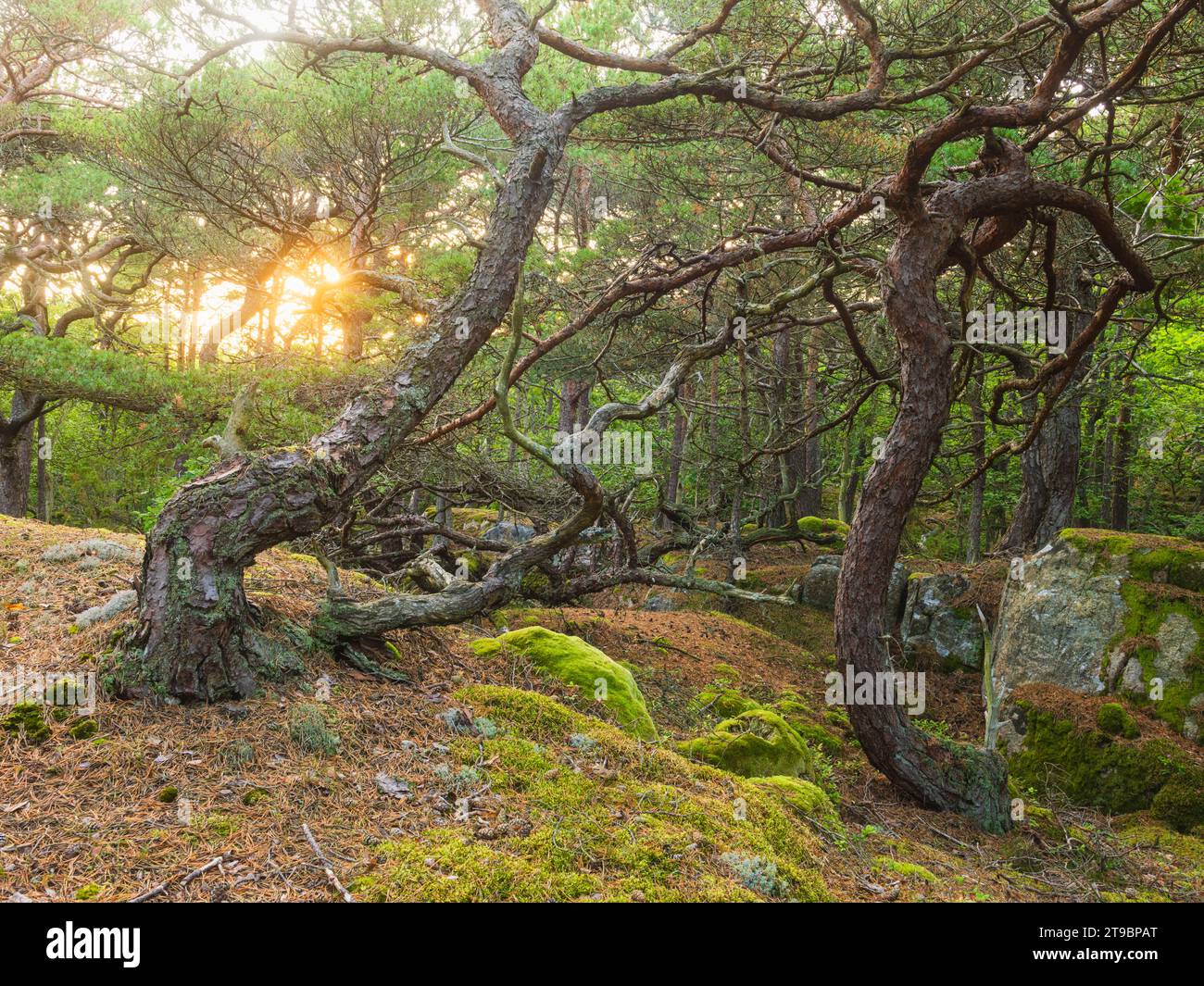 Vista degli alberi contorti nella foresta primaverile Foto Stock
