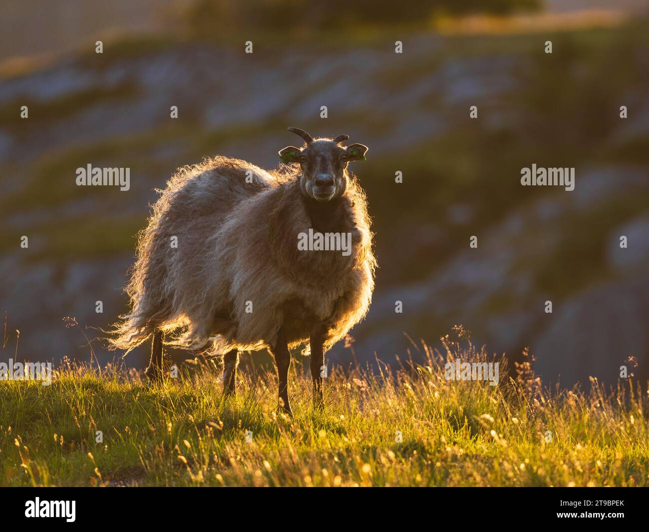 Vista delle pecore in piedi sul prato Foto Stock