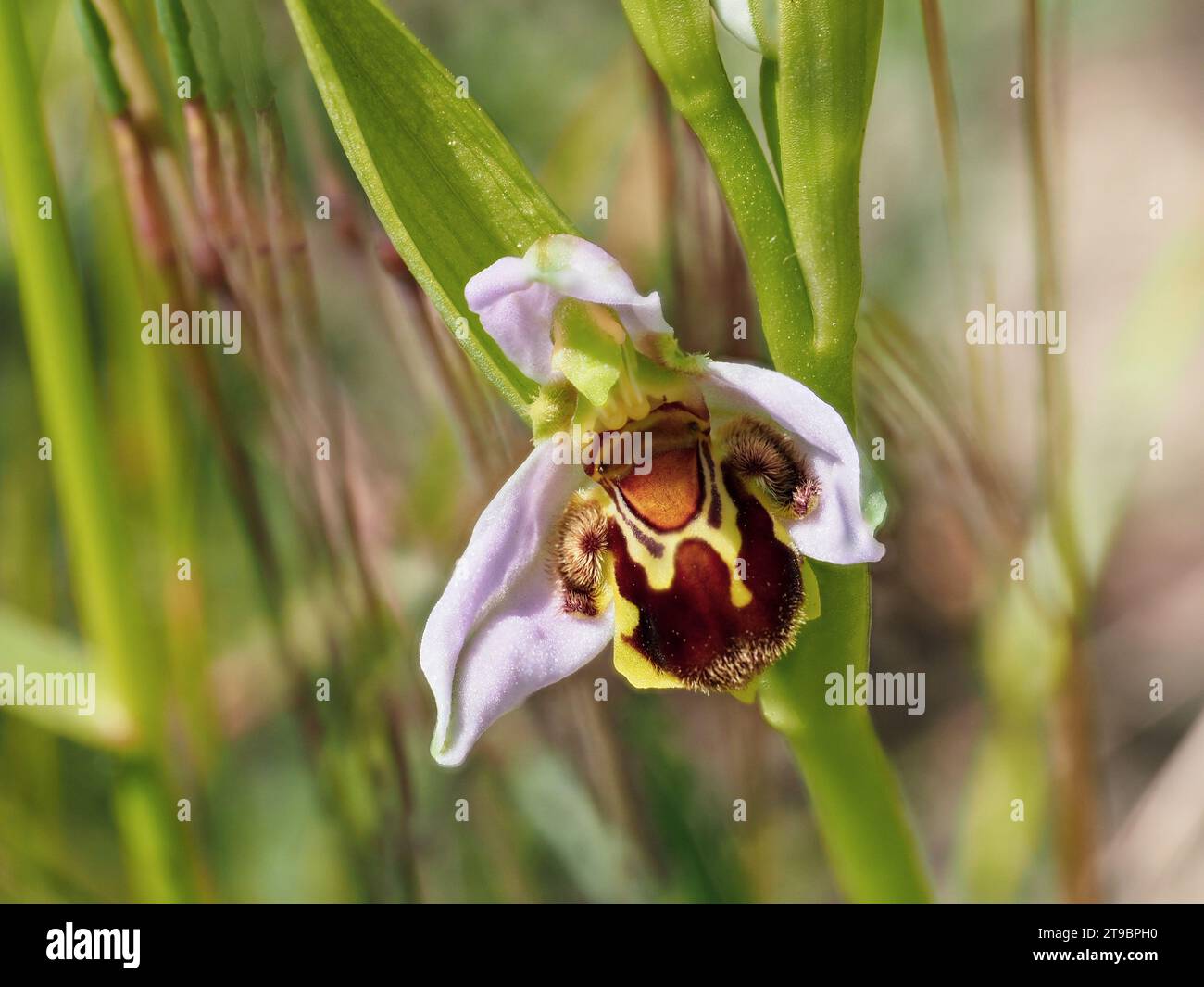 Bee Orchid in a Meadow Foto Stock