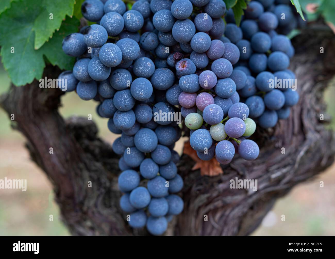 Uva pronta per la vendemmia, Toscana, Italia Foto Stock