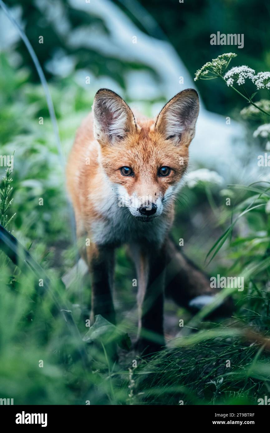 Volpe che cammina tra l'erba alta Foto Stock