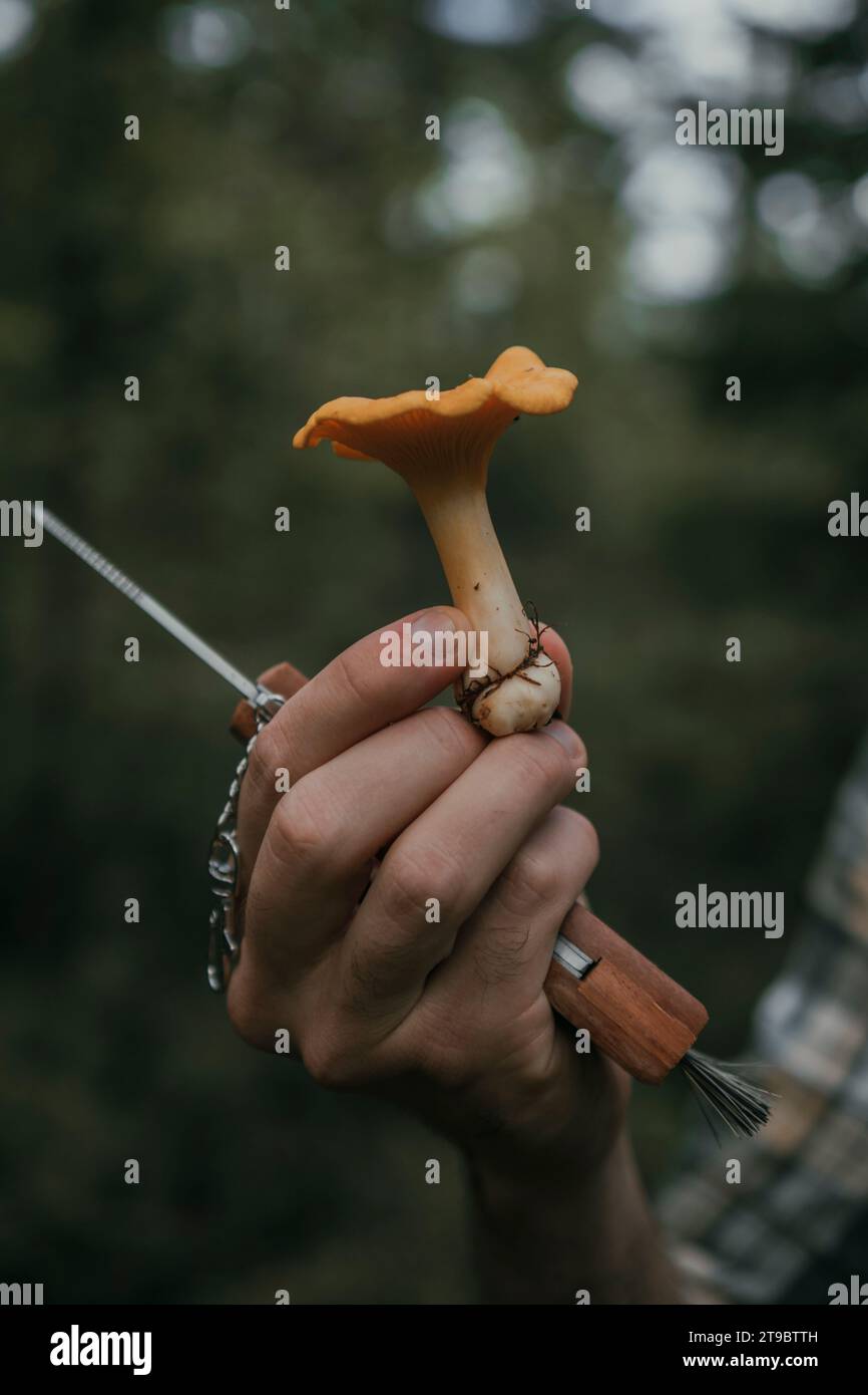 Tagliato a mano che regge funghi appena raccolti Foto Stock