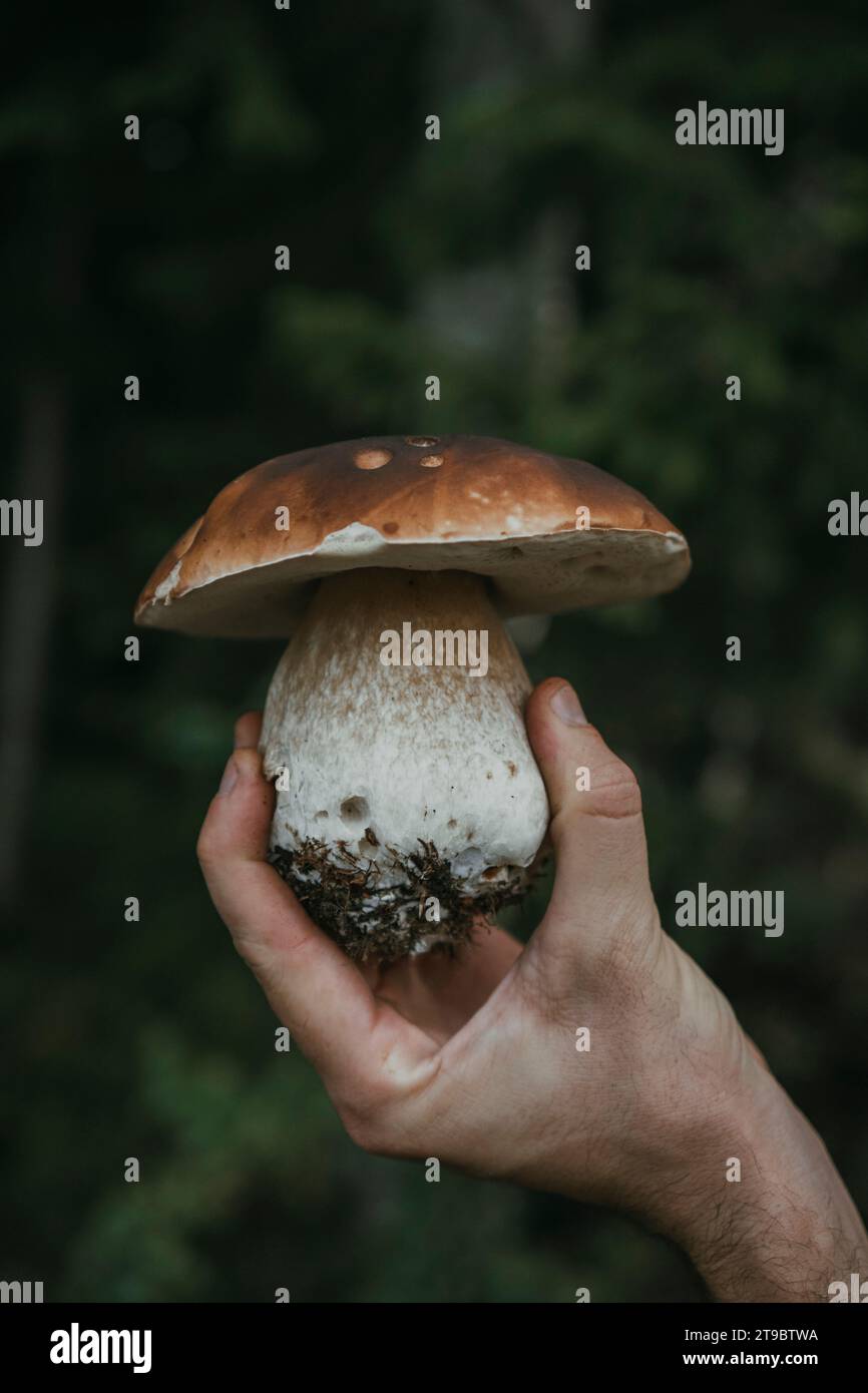 Tagliato a mano con funghi porcini appena raccolti Foto Stock