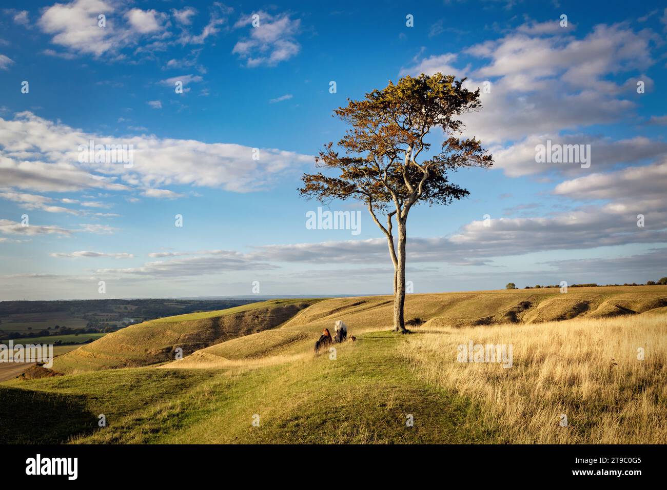 Due persone che guardano verso la vista, sotto l'unico faggio in cima a Roundway Hill, vicino a Devizes nel Wiltshire Foto Stock