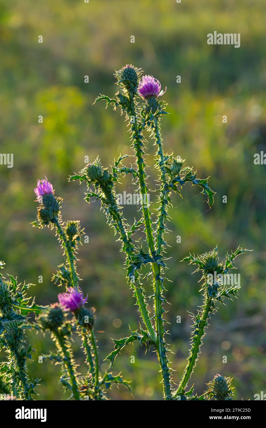 Cirsium vulgare, Spear thistle, Bull thistle, comune thistle, corto visse thistle pianta con dorso alato con punta di steli e foglie, rosa fiori viola Foto Stock