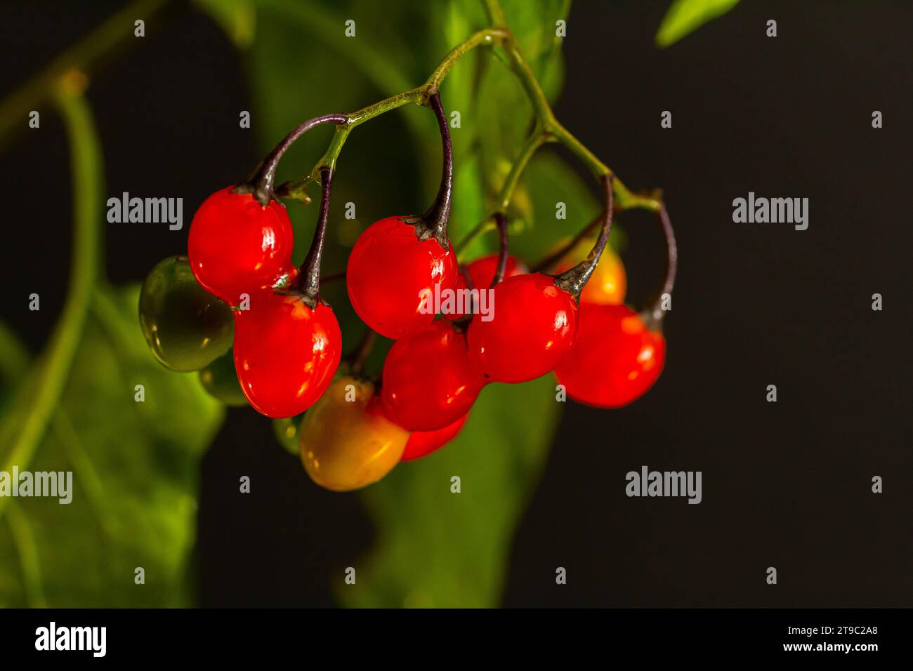 Bacche rosse di legno di nightshade, anche conosciuto come agrodolce, Solanum dulcamara visto in agosto. Foto Stock