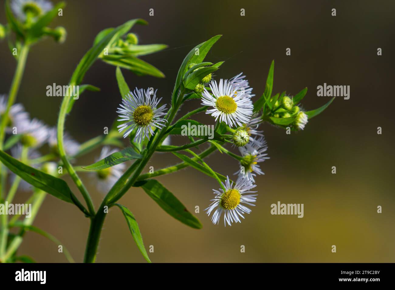 Erigeron annuus conosciuto come fleabane annuale, fleabane margherita, o fleabane margherita orientale. Foto Stock
