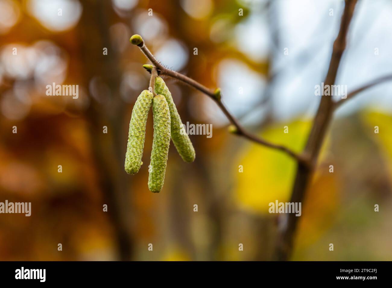 Colori d'autunno lascia su di una strega Hazel,in un giardino. Foto Stock