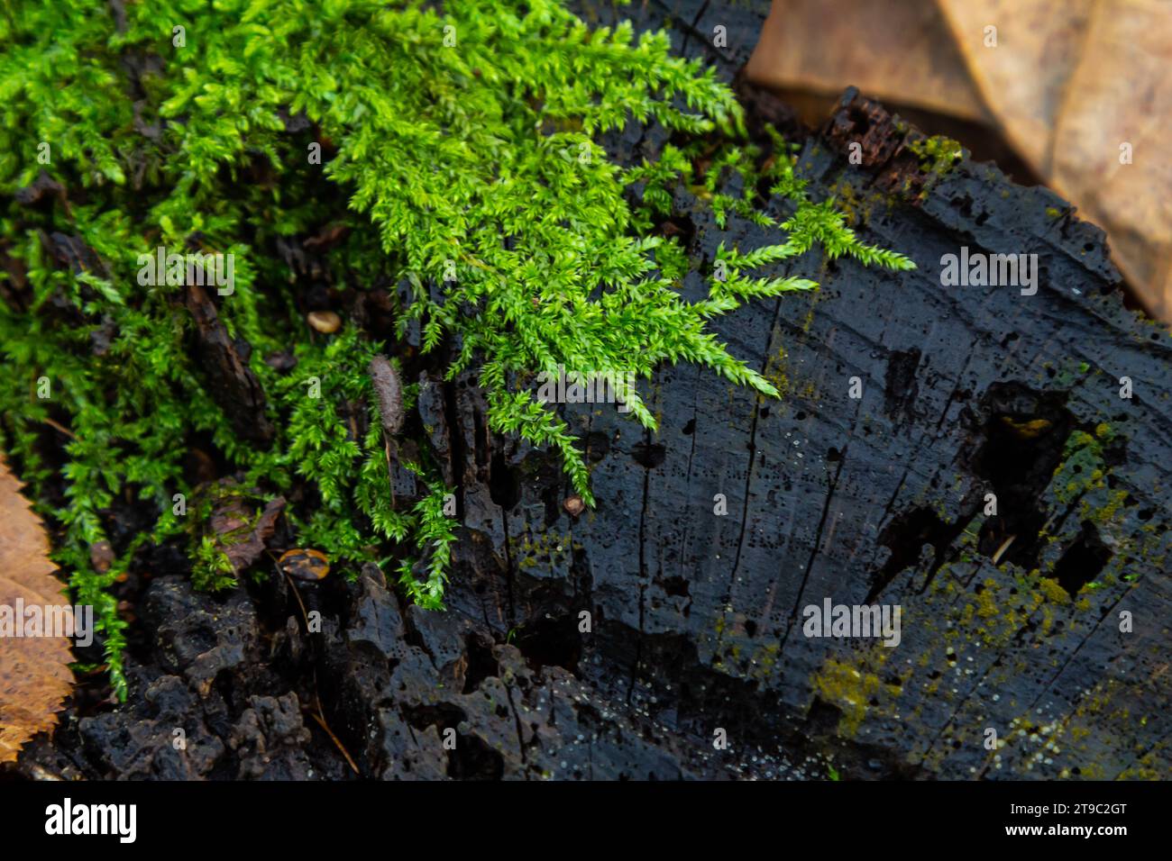 Preziose gocce d'acqua della rugiada mattutina che ricoprono una pianta isolata di Ceratodon purpureus che sta crescendo sulla roccia, muschio viola, terreno bruciato Foto Stock