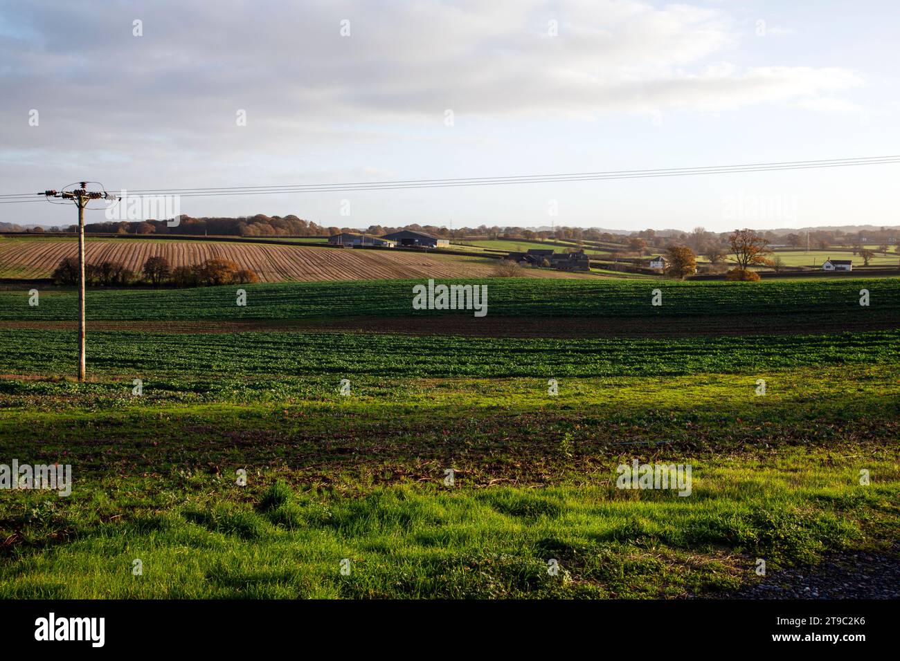 Pilone elettrico di stanza in un campo agricolo vicino al villaggio di Clyst St George, Exeter, Regno Unito Foto Stock
