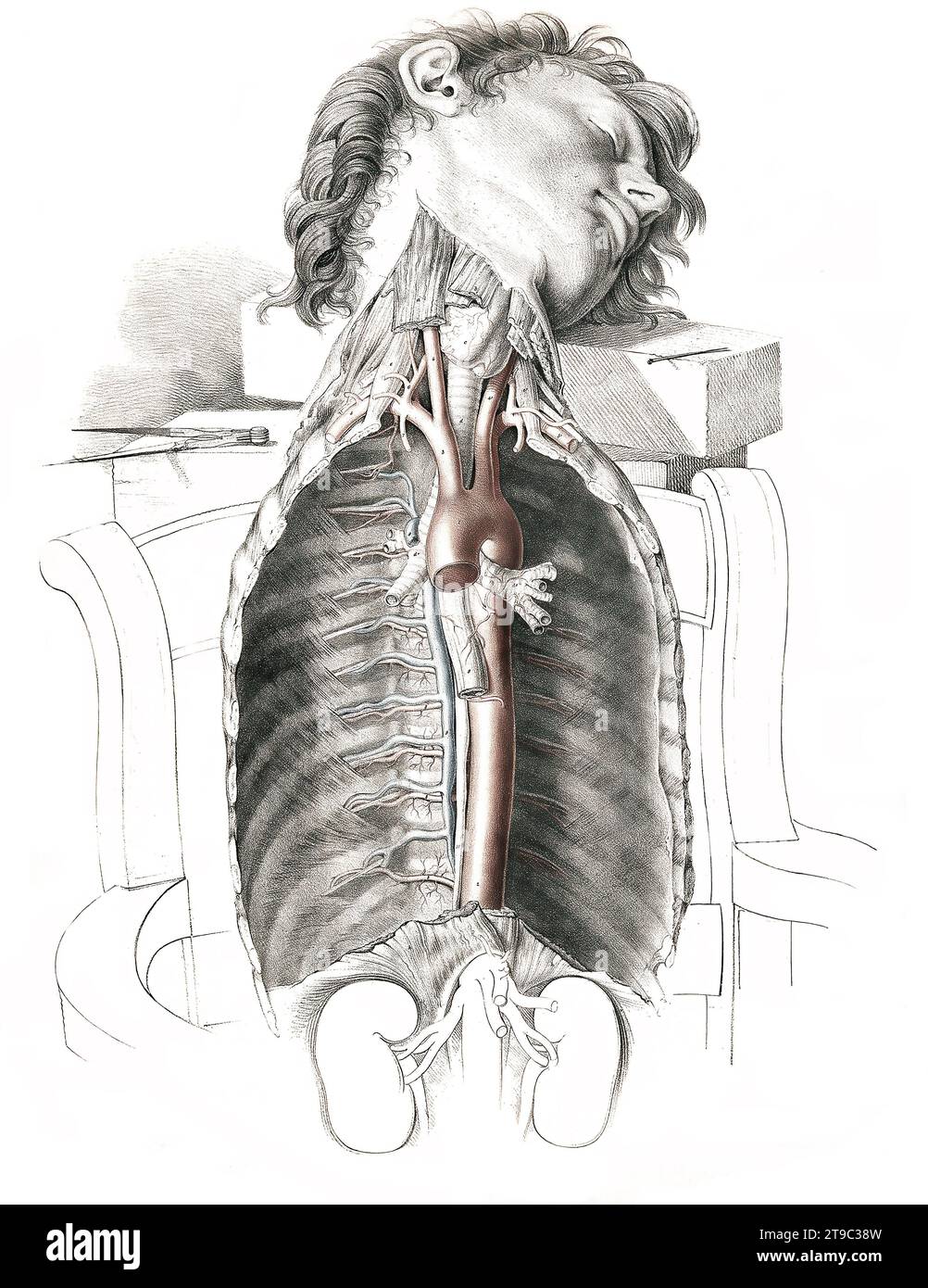 Menschliche Anatomie, Medizin, das Kreislaufsystem, Blutkreislauf: Sektion des Halses und des Brustkorbs, wobei die Arterien rot und die Venen blau dargestellt sind. Kolorierte Lithographie von J. Maclise, 1841/1844, Historisch, digital restaurierte Reproduktion von einer Vorlage aus dem 19. Jahrhundert / anatomia umana, medicina, sistema circolatorio, circolazione sanguigna: Sezione del collo e del torace, con le arterie in rosso e le vene in blu. Litografia colorata di J. Maclise, 1841/1844, storica riproduzione restaurata digitalmente da un originale del XIX secolo Foto Stock