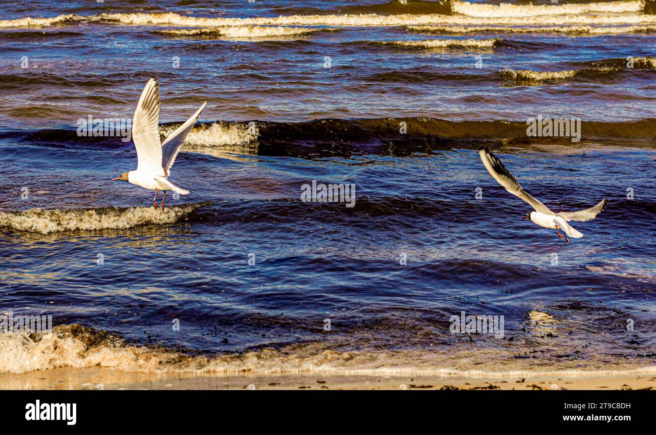 Serenità in volo: Due gabbiani sorvolano con grazia la distesa infinita del mare, abbracciando la libertà del cielo aperto. Foto Stock